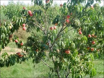 Comment se traduit  pcher  en anglais ?