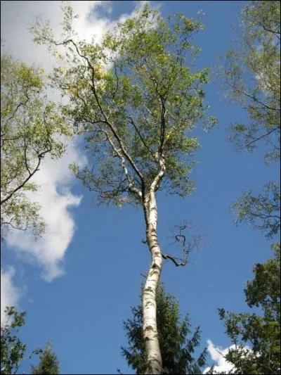 Comment se traduit  bouleau  en anglais ?