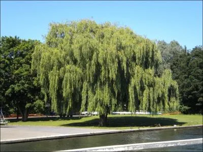 Comment se traduit  saule pleureur  en anglais