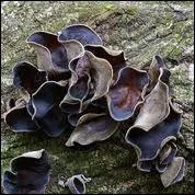 Que sont ces champignons noirs trs appcis des asiatiques ?