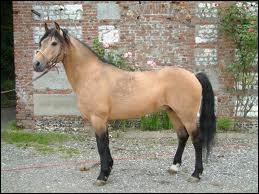 Quelle est cette race de poney ?