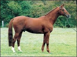 Quelle est la race de ce cheval ?