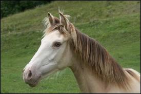 Quelle est son attitude ?