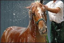  quoi sert le pansage ?