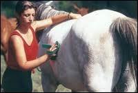 Quand faut-il panser son cheval ?