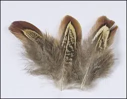 Quelle est cette plume ?