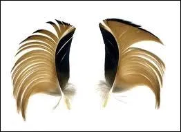 Quelle est cette plume ?
