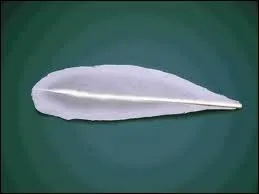 Quelle est cette plume ?