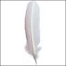 Quelle est cette plume ?