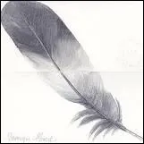 Quelle est cette plume ?