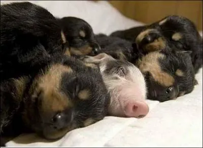 Dans laquelle de ces trois les, l'intrus de la photo est-il considr comme une source de richesses et une monnaie d'changes ?