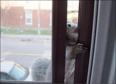 Agile et factieux, il cherche  entrer dans l'appartement !