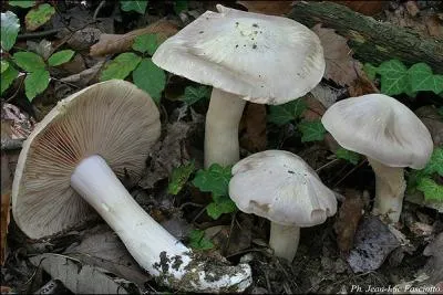 L'entolome livide est :