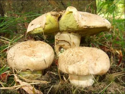 Le bolet radicant est :