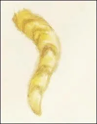 Quel animal a la plus longue queue ?