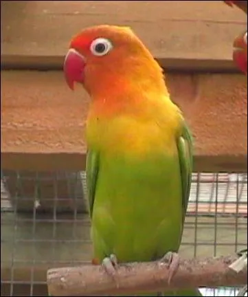 Quelle est cette espce d'oiseau ?