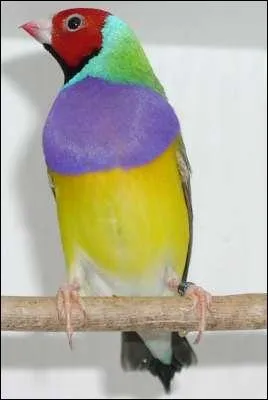 Quelle est cette espce d'oiseau ?