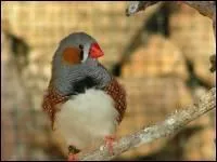 Quelle est cette espce d'oiseau ?