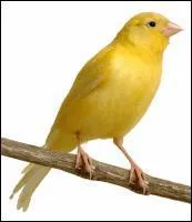 Quelle est cette espce d'oiseau ?