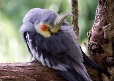 Quelle est cette espce d'oiseau ?