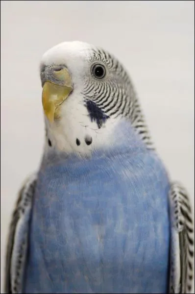 Quelle est cette espce d'oiseau ?