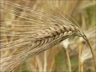 Comment traduit-on  orge  en anglais ?