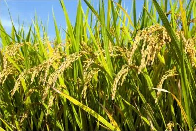 Comment traduit-on le  riz  en anglais ?