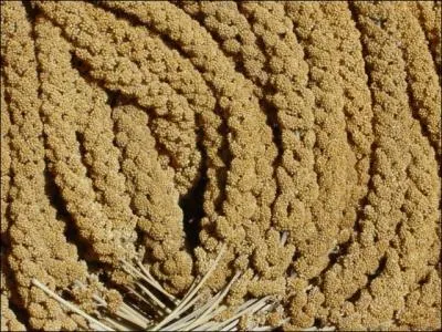 Comment traduit-on  millet  en anglais ?