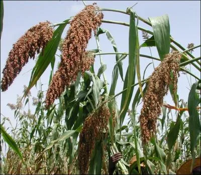 Comment traduit-on le  sorgho  en anglais ?