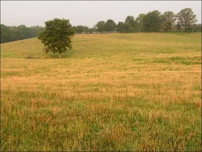 Comment traduit-on le  champ  en anglais ?