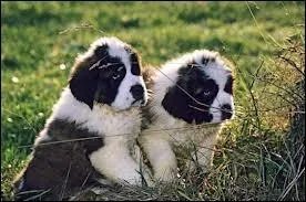 Quelle race de chiens est-ce ?