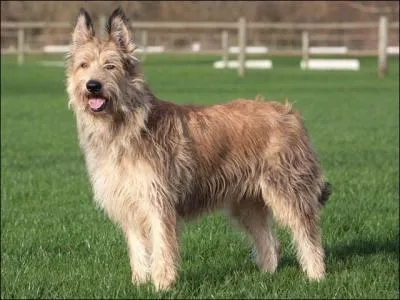 Quelle race de chiens est-ce ?