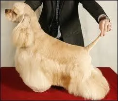 Quelle race de chiens est-ce ?