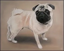 Quelle race de chiens est-ce ?