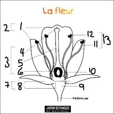 Identifiez le numro 11 du graphique.