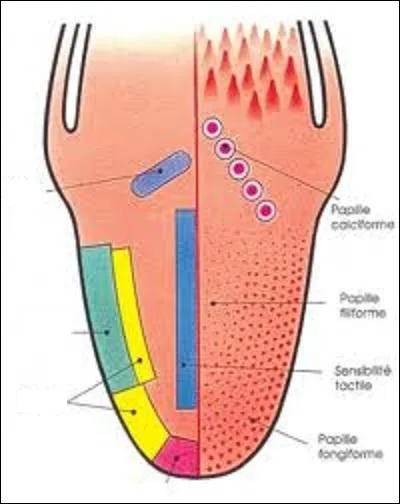 Chez l'homme, quelle partie de la langue est spcialise dans la dtection des saveurs sucres ?