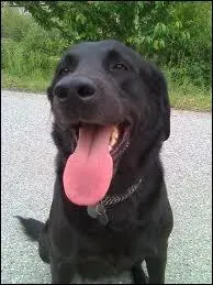 Pourquoi le chien tire-t-il souvent la langue ?