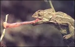 Certains camlons ont une langue aussi longue que leur corps.