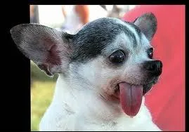 Que signifie l'expression  Avoir la langue bien pendue  ?