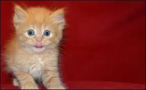 Certaines personnes arrivent  toucher le bout du nez avec la langue.