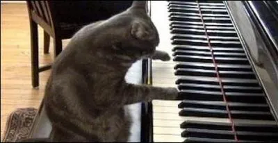 Quel animal est en train de jouer du piano ?