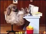 Quel est le mtier de ce lapin ?
