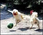Ces poules pratiquent un sport trs connu dans le monde entier, surtout au Brsil ! Ainsi, ces poules pratiquent du...