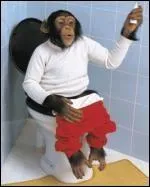 Alors, o est ce singe ? Je vous conseille fortement de ne pas le dranger de sur son trne ! Il est au(x)...