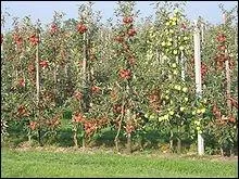 Si cet arbre produit des fruits, c'est que cet arbre est :