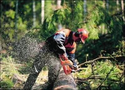 Quel est le nom de ce mtier qui consiste  couper les arbres ?