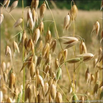 Quel est le nom de cette crale que vous avez sans doute dj mange ?