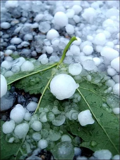 Malheureusement une plaie de l'agriculture selon sa taille, cela se nomme :