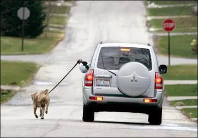 Le sportif, c'est a, promener son chien en toutes saisons, au grand air, respect !