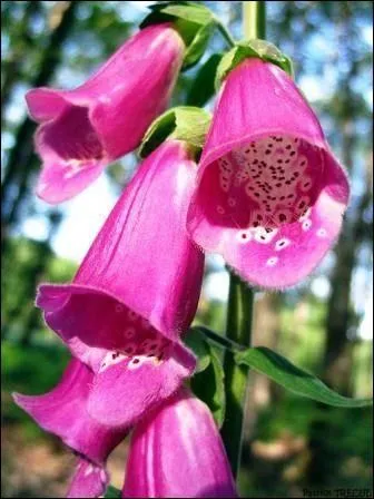 Quel est l'autre nom de la digitale pourpre ?